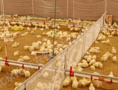 Smart Poultry Farming