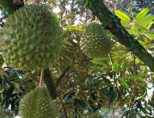 Smart Durian Farming